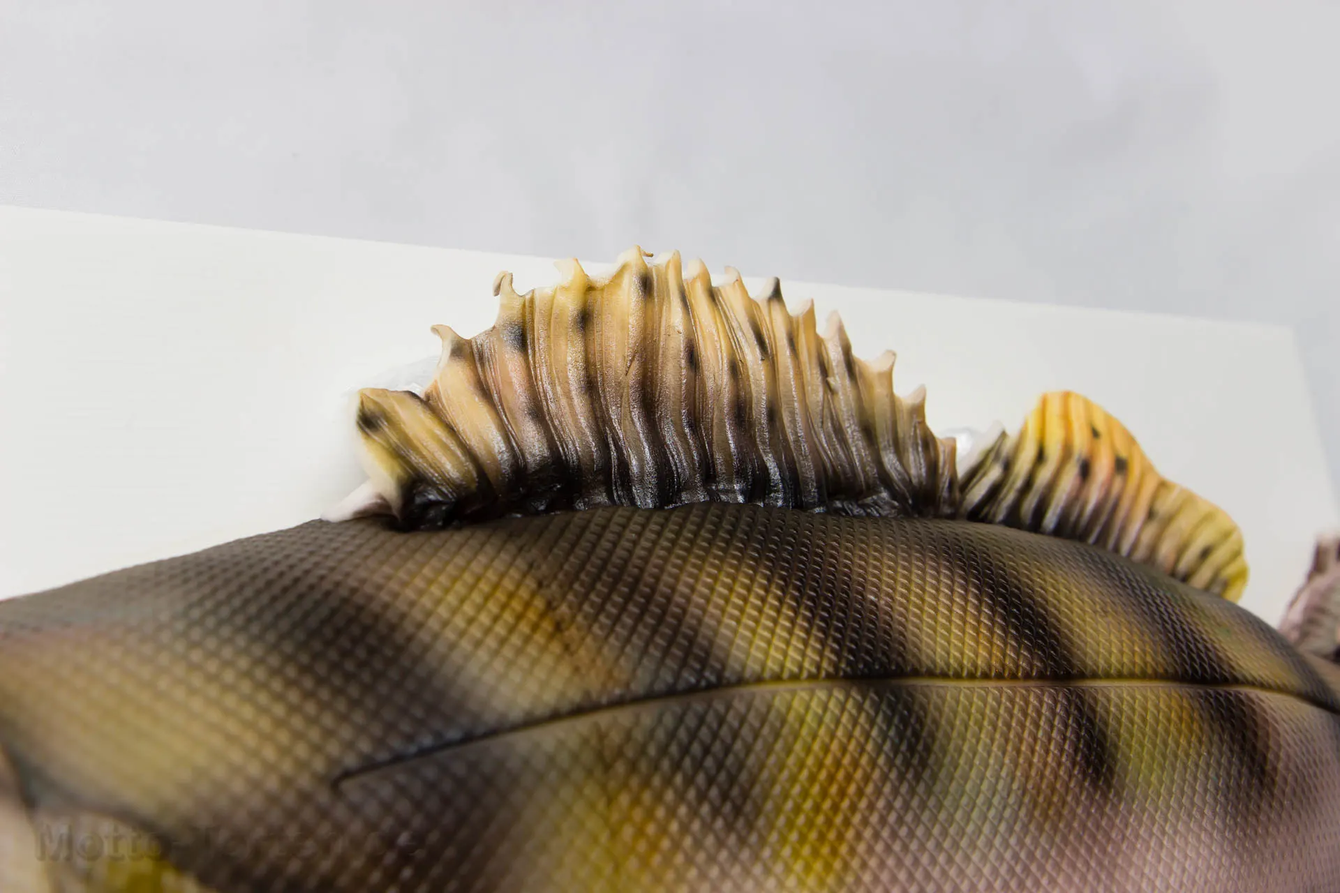 Flosse modelliert und mit Airbrush gefärbt
