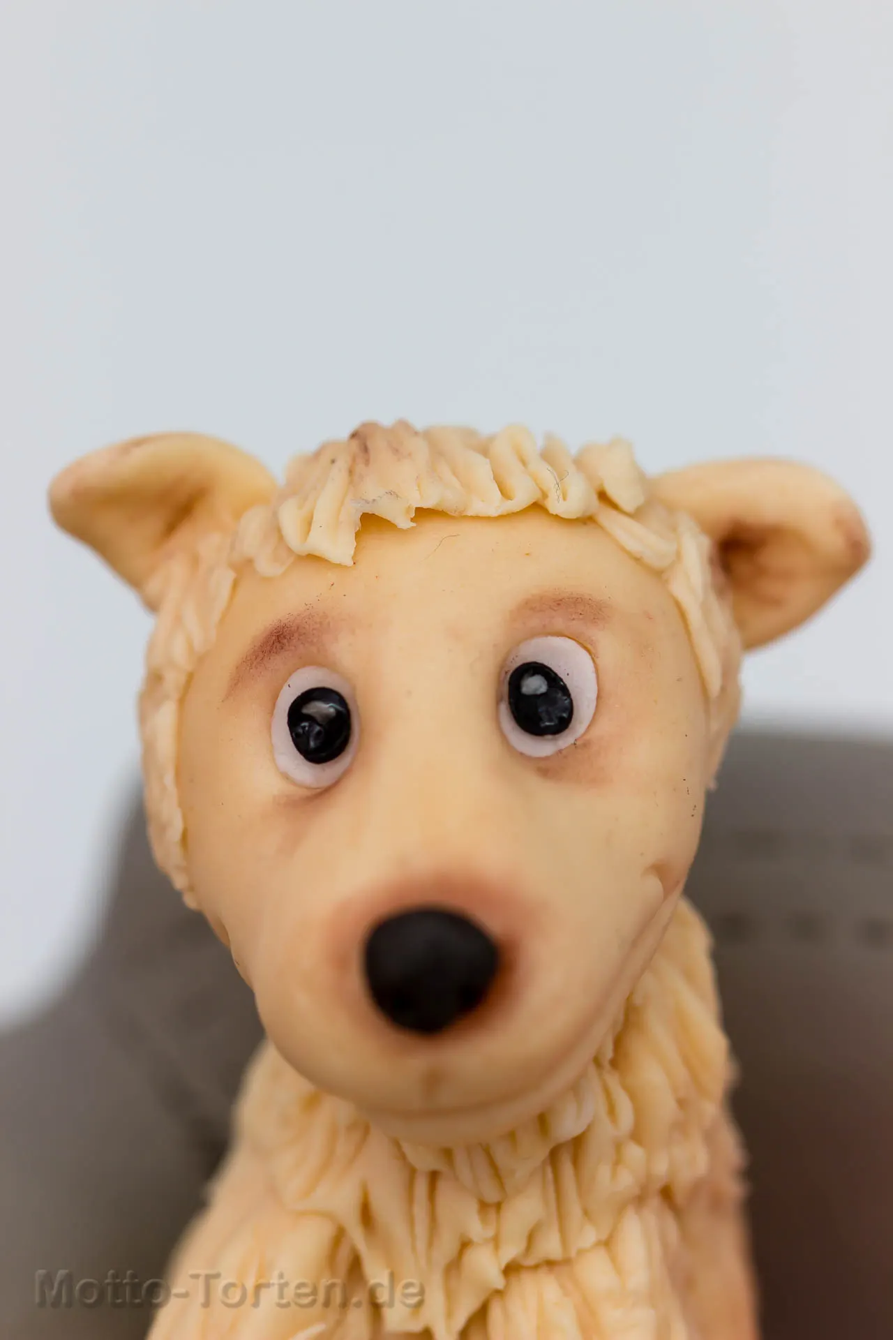Detailaufnahme Hund