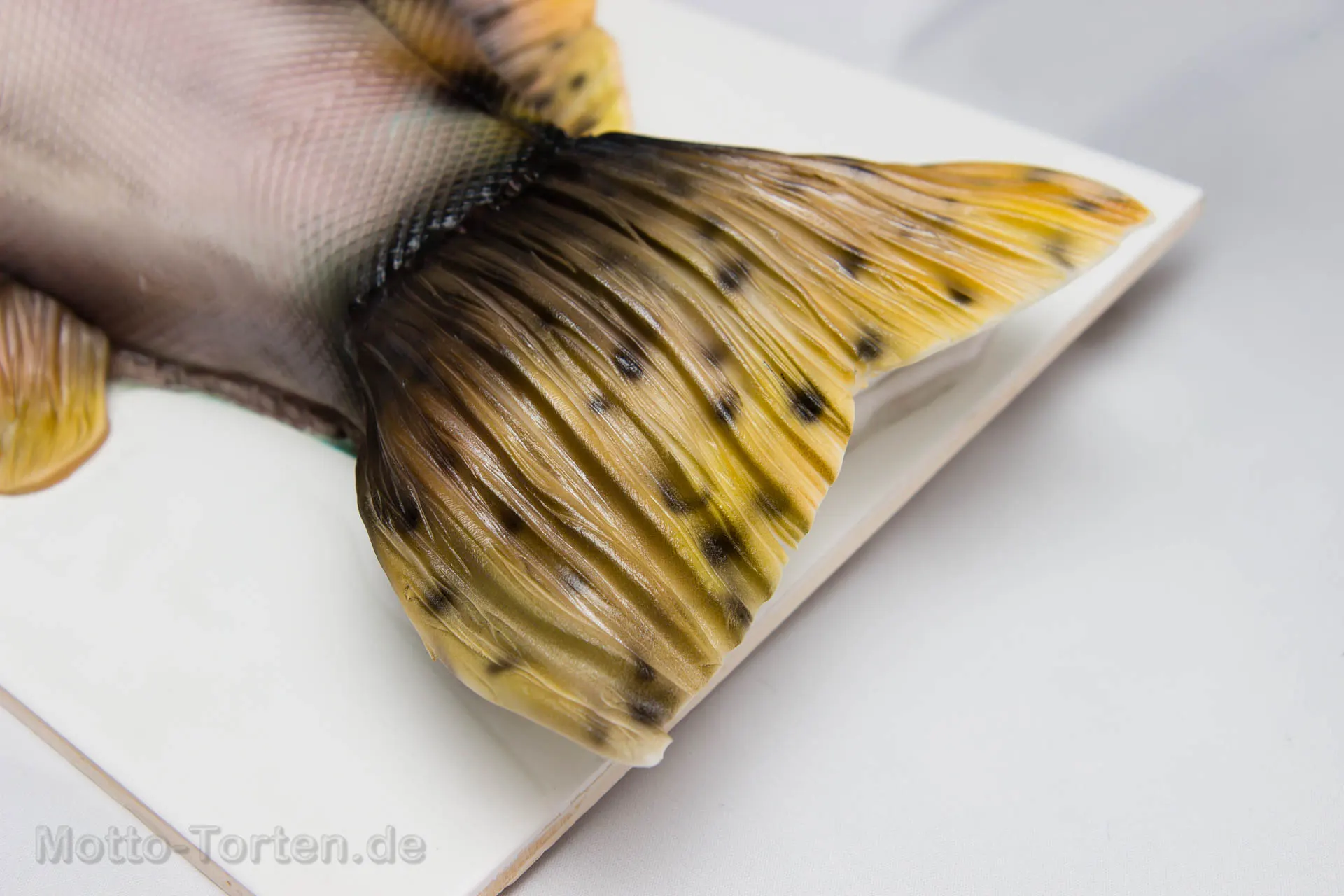 Schwanzflosse in Großaufnahme